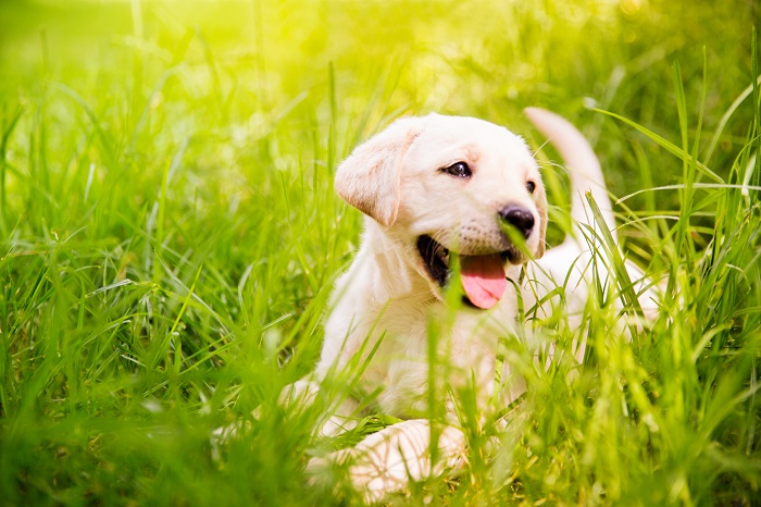 Labrador puppy sitting in the grass